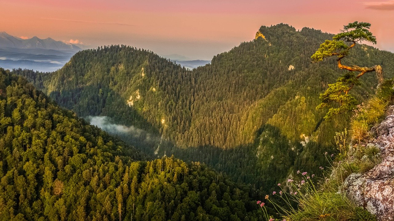 Sokolica - góra słynąca z sosenki